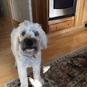 Meet your Posher, Ariel